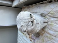 Scottish fold ücretsiz dişi kısır