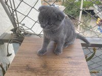 Scottish fold bebekler bebeği