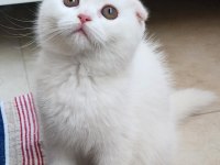 2.5 aylik scottish fold güzellik