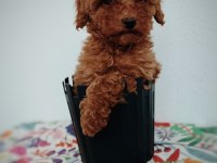 Tatlış Toy poodle yavru