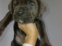 Yavru Cane Corso Aslanlar Piyasada