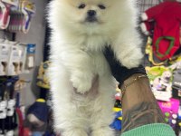 POMERANİAN BOO BEBEKLERİ
