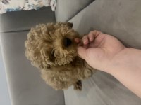 Toy Poodle Erkek Yavru