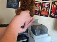 Kore ve toy poodle bebeklerimiz