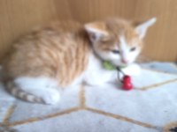 Kedimize acil yuva aranıyor