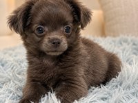 Özel Blue Renk Mikro Teacup Uzun Tüylü Chihuahua
