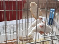 5 Yavrulu bengal ailesi