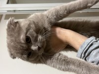 Scottish Fold Gri