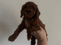 En Koyu Renk Aşılı Kore Poodle Yavrular