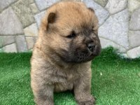 RESİM GİBİ CHOW CHOW YAVRULARIMIZ