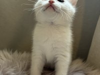 2 aylık british shorthair