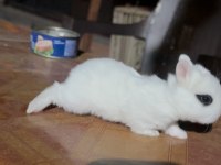 Beyaz ve sürmeli cüce tavşanlar (netherland dwarf)