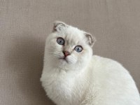 Scottish Fold Oğlumuzu Vermek Zorundayız.