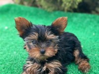 Yorkshire terrier yavruları