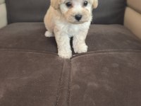 Anne altından apricot poodle bebek