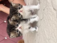 Exotic shorthair yavrular