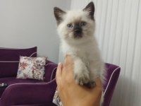 British Shorthair Erkek Yavru