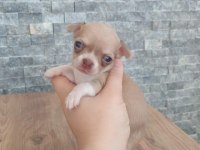 AVRUPA STANDARTLARINDAKİ BEBEK KÖPEKLERİM