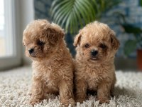 Korean Maltipoo harikaları
