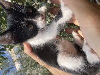 4 tane yavru erkek tekir kedi