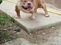 Erkek köpeğimiz pixell