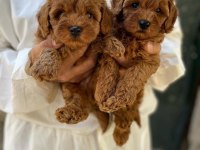 Maltipoo yavrularımız aşılı