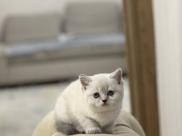 Irkının En İyisi British Shorthair  Silver Point