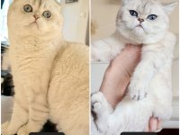 26 nisan doğumlu, safkan dişi scottish fold yavrumuz