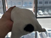 Acil yuva arıyoruz french bulldog
