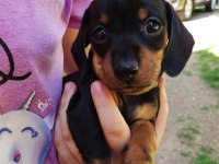 Dişi Erkek Dachshund Yavrularım Sevgi Dolu Yuva Arıyorum