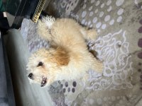 Kocaeli toy poodle