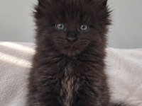 Dev maine coon erkek siyah yavru