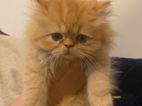 Garfield iran kedisi bebeğim