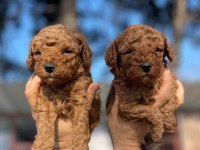 A+ toy poodle yavrular