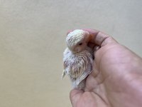 Cremio kırmızı göz el besleme sevda papağanı