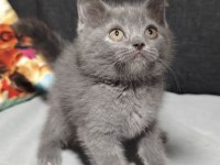 British Shorthair Yavrularımız