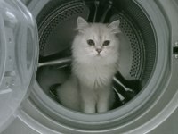British longhair bal yavrumuza yuva arıyoruz