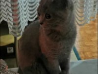British shorthair yavru kedimize yuva arıyoruz