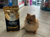 Pomeranian Boo Dişi Köpeğimiz