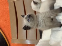 British shorthair blue point ve çikolata point bebekler
