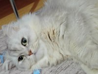 Şeker kedimiz yeni yuvasını arıyor
