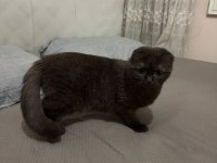 Ücretsiz Scottish Fold Kedisi