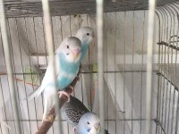 Yavru muhabbet kuşları