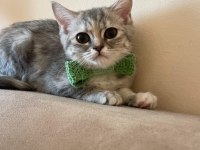 British shorthair melezi