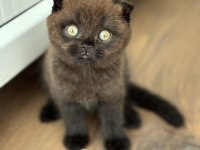 Scottish Fold Yavrumuz