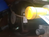Akvaryum Pengasus Vatoz Çöpçü Elma Salyangozu