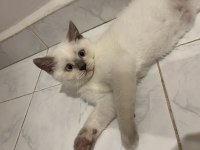 Paşa oğlum british longhair