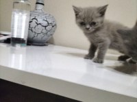 Cok uyguna maviş gözlü british shorthair yavru