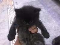 TATLI EĞİTİMLİ YAVRU CİNS KEDİLER