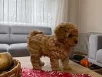 Kore Poodle Yavru